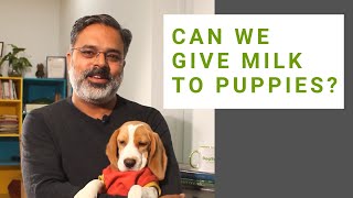 Can we give milk to puppies  Frequently Asked Questions [upl. by Mccomb]