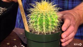 How to repot cacti amp succulentsJeff PavlatCentral Texas Gardener [upl. by Wadsworth]