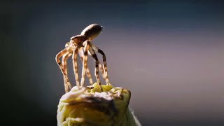 Flying Spiders  Animal Einsteins  BBC Earth [upl. by Chrisse826]