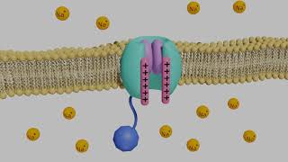 VoltageGated Sodium Channels in Neurons [upl. by Monk21]