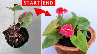 SEE How I SAVED a DYING Anthurium Plant [upl. by Ahterahs638]