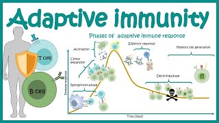 Adaptive immune response  cellular players phases and mechanism [upl. by Meluhs739]