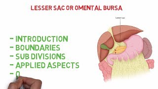 Omental bursa  Lesser sac Easy Anatomy notes [upl. by Lahsram]