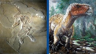 The Most Important Discoveries in Paleontology  Part 1 [upl. by Lalage]