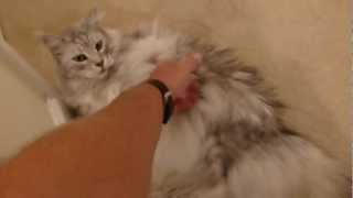 Maine Coon Cat Talking [upl. by Annecorinne]