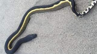 Venomous sea snake washes ashore [upl. by Gelasias]