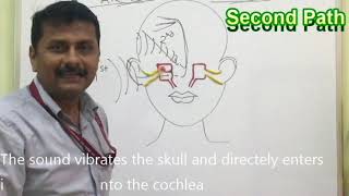 Air Conduction amp Bone Conduction Pathways [upl. by Sakul]