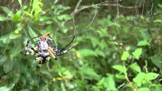 Garden Spiders Attacking Prey Compilation 2 [upl. by Stallworth]