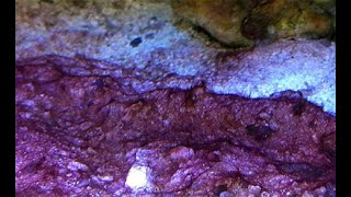 Treat Red Slime Cyano in Reef Tank using Cyano Rx [upl. by Odragde61]