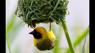 Weaver Bird  Building Nest  How Birds Build Their Nest [upl. by Vigen]