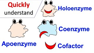 Cofactors  Coenzymes  Holoenzyme  Apoenzyme [upl. by Worthy]