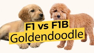 F1 vs F1B Goldendoodles  Whats The Difference 🐶🦴🐶 [upl. by Delacourt]