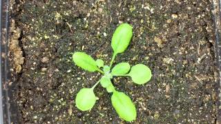 Arabidopsis thaliana time lapse [upl. by Obara]