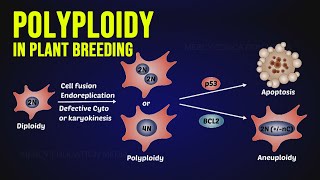 Polyploidy in Plant Breeding [upl. by Akitahs]