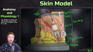 Skin Model Anatomy Overview  Anatomy and Physiology 1 [upl. by Temirf]