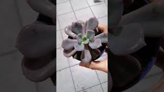 graptoveria debbie [upl. by Ocir676]