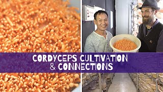 Cordyceps Cultivation amp Connections [upl. by Irab604]