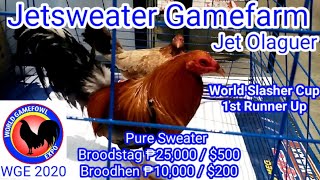 World Gamefowl Expo 2020 Jetsweater Gamefarm Jet Olaguer [upl. by Lladnarc]