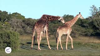 Giraffe Courtship A Majestic Dance of Pursuit [upl. by Hgielhsa]