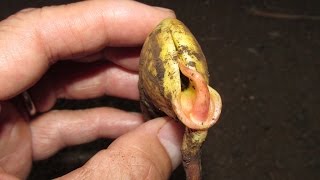 Germinating Mango Seeds Which End To Plant Up [upl. by Wolk]