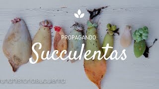 Como Propagar Suculentas por hoja paso a paso  How to propagate succulents step by step CC English [upl. by Annerol654]