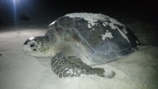 Tortuga marina poniendo huevos  Sea turtle nesting  Tortuga marina desovando [upl. by Neveda]