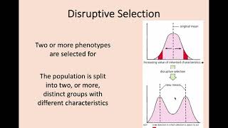 Higher Biology  17 Evolution [upl. by Vaas561]