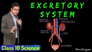 Excretory System  Life Processes 2  Class 10 Science Biology  Toppr Study [upl. by Ynoyrb]