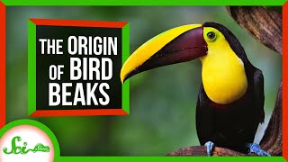 How Birds Got And Kept Their Beaks [upl. by Nodearb]