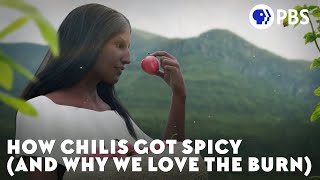 How Chilis Got Spicy and Why We Love the Burn [upl. by Elahcar]