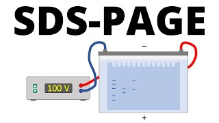 SDSPAGE explained  Protein Separation Technique [upl. by Worsham467]