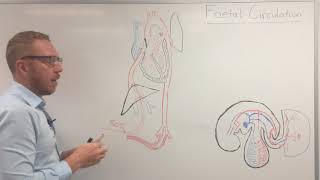 Fetal circulation  Embryology [upl. by Adnamas]