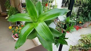 Perfect plant for hanging basket with amazing foliage Callisia FragransChain Plant Ultimate care [upl. by Lattonia233]