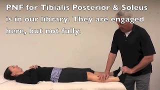 PNF Partner Stretch for Gastrocnemius calf Muscle [upl. by Bosson]