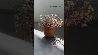 Callisia repens Pink Lady 胭脂云最好养的多肉植物 多肉植物 succulent 多肉 succulents succulentsforbeginners [upl. by Rodolph944]