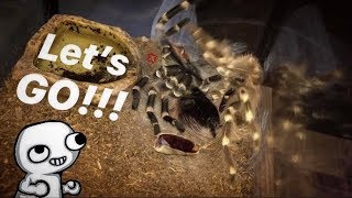 Caught my TARANTULA flipping back after molting  TARANTULA FLUIDS [upl. by Nnayd]