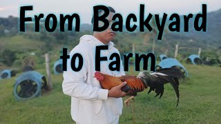 How to start Gamefowl Breeding ProperlyFarmboys Way [upl. by Dwaine531]