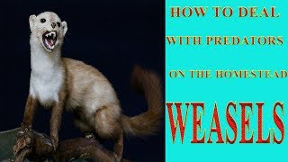 How To Deal With Predators On The Homestead Weasels [upl. by Glynda197]