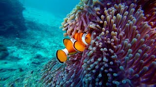 CLOWNFISH and Anemone [upl. by Celestyn899]