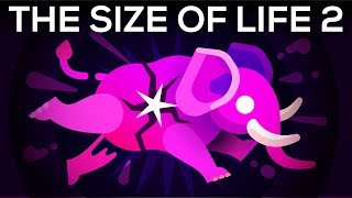 How to Make an Elephant Explode – The Size of Life 2 [upl. by Notpmah]