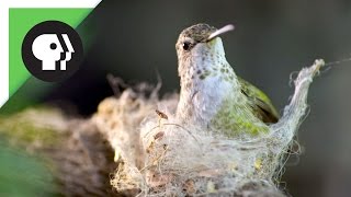 Hummingbird Builds Tiny Nest [upl. by Morty554]