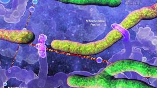 Cell Organelles 5 Mitochondria [upl. by Peursem]