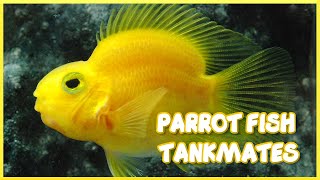 Tankmates of Freshwater Parrot Fish [upl. by Cuyler]