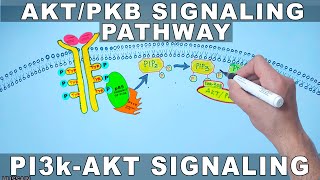 AKTPKB Signaling Pathway  PI3k Signaling [upl. by Amand]