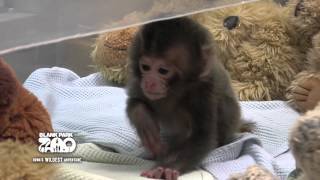 Baby Japanese Macaque at Blank Park Zoo [upl. by Eerok]