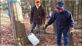 Tree Talk A Hobbyists Guide to Maple Sugaring [upl. by Avrom171]