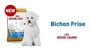 The Bichon Frise  Royal Canin Breed Health Nutrition [upl. by Aubrie248]