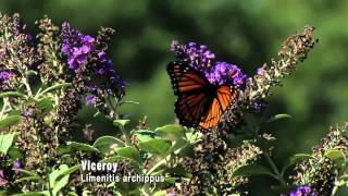 Butterflies Camouflage and Mimicry [upl. by Pompei]