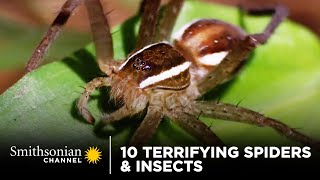 10 Terrifying Spiders amp Insects 🕷 Smithsonian Channel [upl. by Aehsrop772]