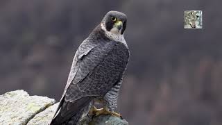 Il falco pellegrino  The Peregrine Falcon [upl. by Alliscirp968]